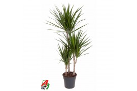 Dracaena marginata Dracaena Marginata 60-30-15pp