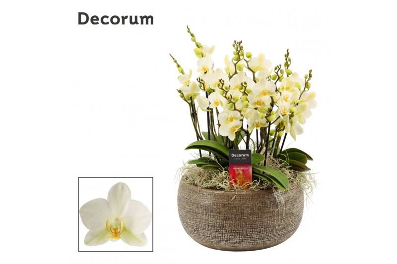 Phalaenopsis multiflora anthura lausanne Bianca dazzling Lausanne 9+ t 