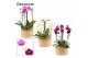 Phalaenopsis mix Belle cascade 3 tak symphony mix (Deco-collection) 18 