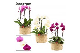Phalaenopsis mix Belle cascade 3 tak symphony mix (Deco-collection) 18