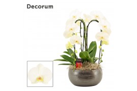Phalaenopsis wit Nero cascade 3 tak symphony white (Deco-collection) 1
