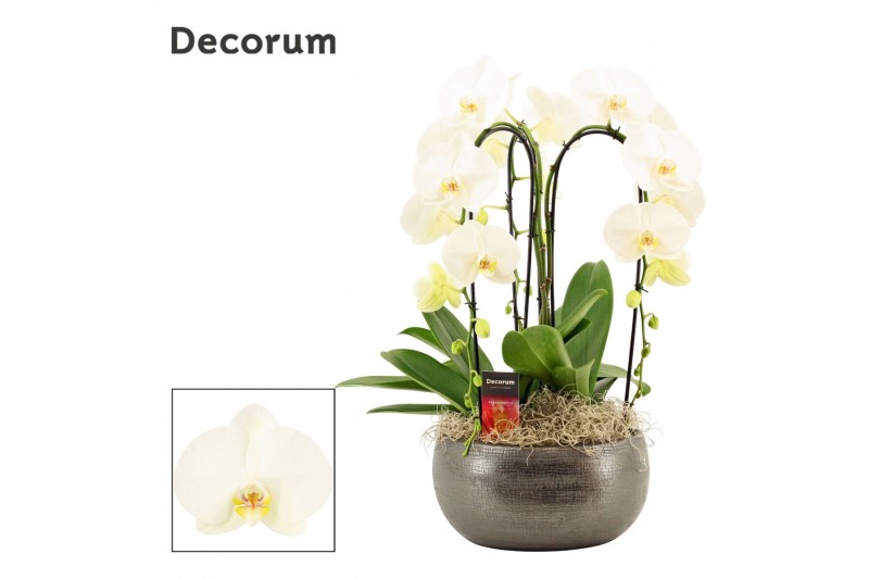 Phalaenopsis wit Nero cascade 3 tak symphony white (Deco-collection) 1 