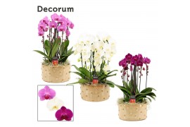 Phalaenopsis mix Belle cascade 6 tak symphony mix (Deco-collection) 40