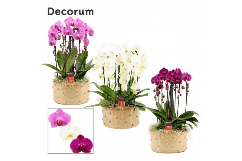 Phalaenopsis mix Belle cascade 6 tak symphony mix (Deco-collection) 40 