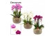 Phalaenopsis mix Bianca cascade 6 tak symphony mix (Deco-collection) 4 