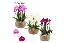 Phalaenopsis mix Bianca cascade 6 tak symphony mix (Deco-collection) 4