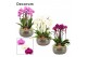 Phalaenopsis mix Nero cascade 6 tak symphony mix (Deco-collection) 40  
