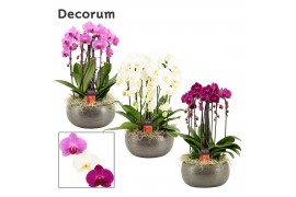 Phalaenopsis mix Nero cascade 6 tak symphony mix (Deco-collection) 40 