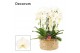 Phalaenopsis wit Belle cascade 6 tak symphony white (Deco-collection)  
