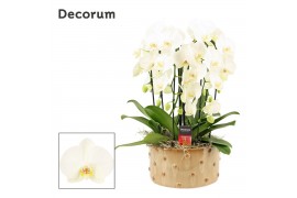 Phalaenopsis wit Belle cascade 6 tak symphony white (Deco-collection) 