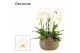 Phalaenopsis wit Bianca cascade 6 tak symphony white (Deco-collection) 