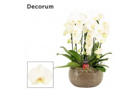 Phalaenopsis wit Bianca cascade 6 tak symphony white (Deco-collection)