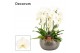 Phalaenopsis wit Nero cascade 6 tak symphony white (Deco-collection) 4 