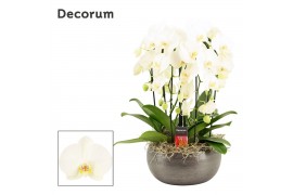 Phalaenopsis wit Nero cascade 6 tak symphony white (Deco-collection) 4