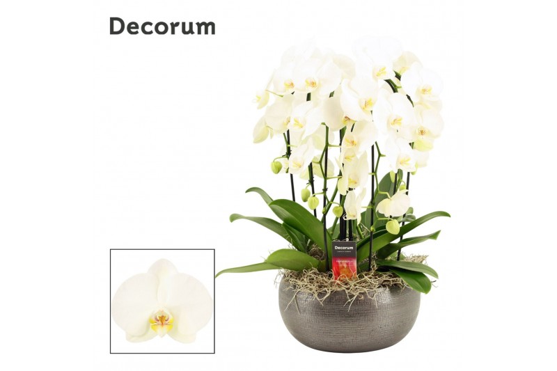 Phalaenopsis wit Nero cascade 6 tak symphony white (Deco-collection) 4 