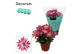 Chrysant rainbow twist Chrysanne® Margarita Bicolor Candy3 pp