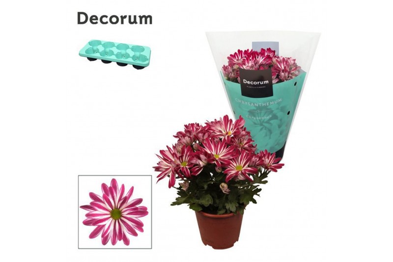 Chrysant rainbow twist Chrysanne® Margarita Bicolor Candy3 pp 
