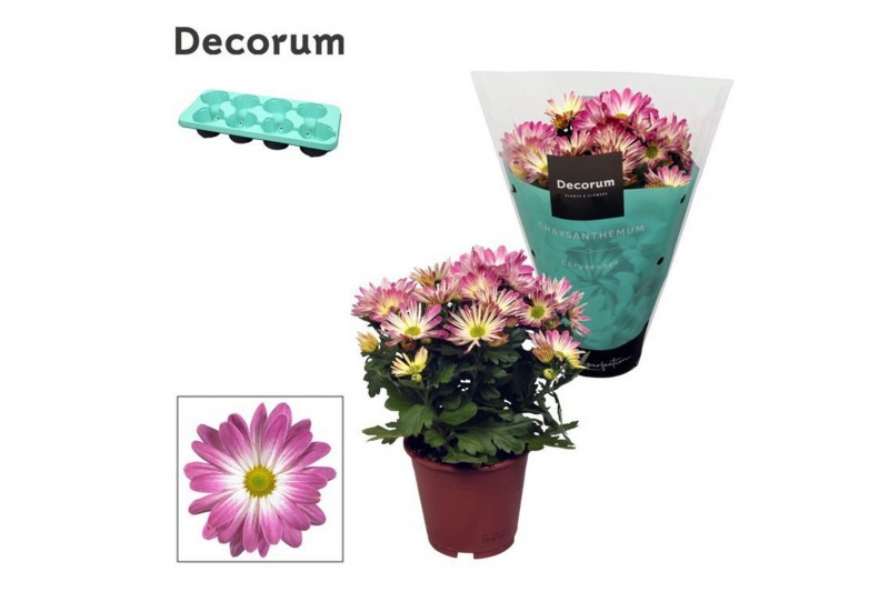Chrysanthemum ind. rainbow pink secret Chrysanne® Margarita Bicolor Ic 