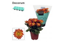 Chrysanthemum rainbow circus Chrysanne® Margarita Bicolor Flame3 pp