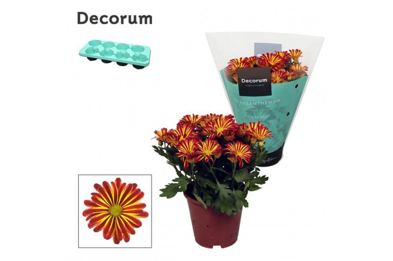 Chrysanthemum rainbow circus Chrysanne® Margarita Bicolor Flame3 pp 