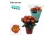 Chrysanthemum rainbow circus Chrysanne® Margarita Bicolor Flame3 pp 