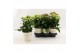 Kalanchoe Sunny mix Kalanchoe Sunny mix in tray1 pp 