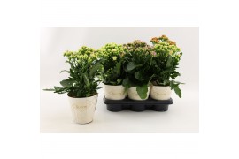 Kalanchoe Sunny mix Kalanchoe Sunny mix in tray1 pp