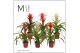Guzmania mix Guzmania Urban - 12cm | Mimesis 