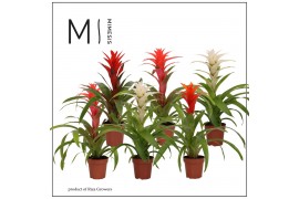 Guzmania mix Guzmania Urban - 12cm | Mimesis