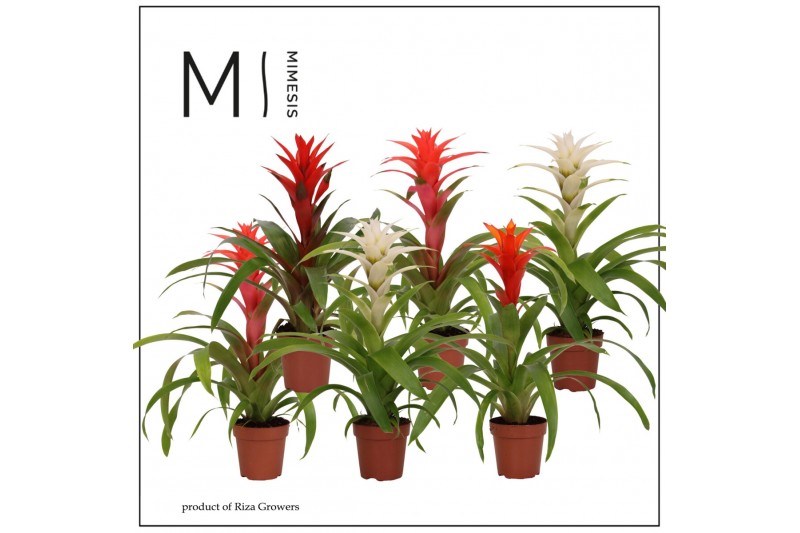 Guzmania mix Guzmania Urban - 12cm | Mimesis 