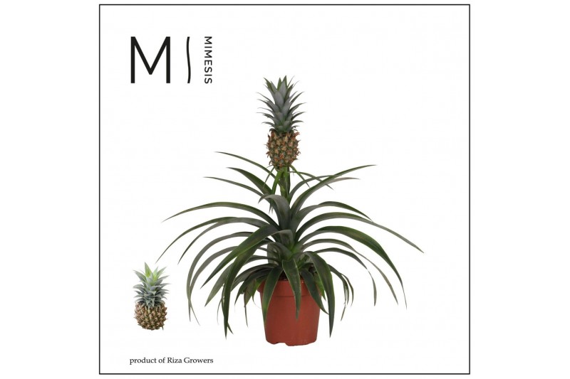 Ananas mi amigo Ananas Mi Amigo - 12 cm | Mimesis 