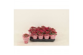 Kalanchoe blossfeldiana garbo lilac Double Purple