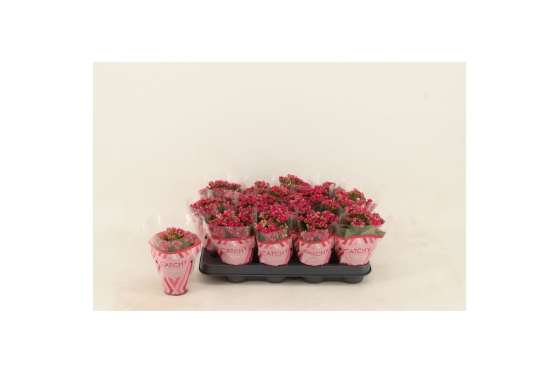 Kalanchoe blossfeldiana garbo lilac Double Purple 