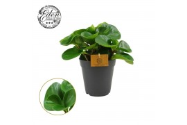 Peperomia obtusifolia green gold Peperomia Obtusifolia Groen 15cm