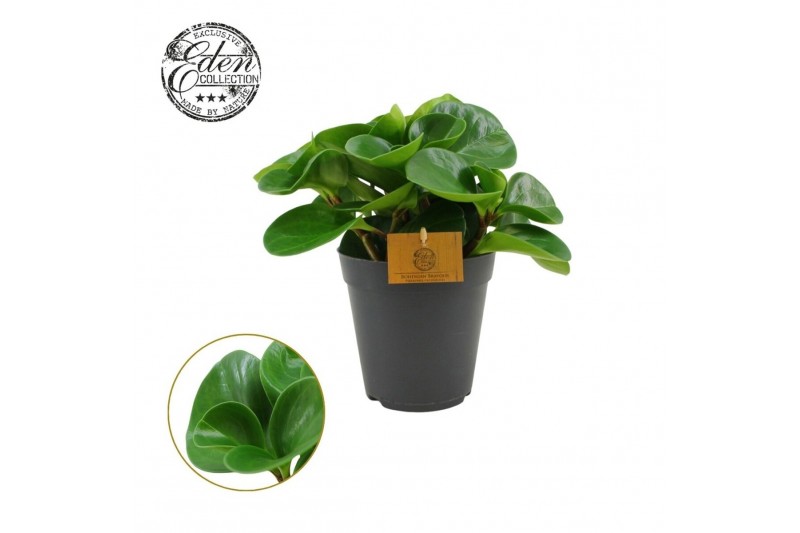 Peperomia obtusifolia green gold Peperomia Obtusifolia Groen 15cm 