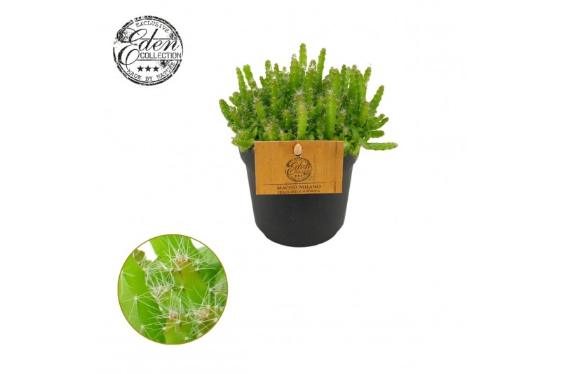 Hylocereus undatus Hylocereus Undatus 10,5cm 