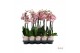 Phalaenopsis roze Phalaenopsis Promiss roze - 2 tak 60cm 12 bl. 2 tak/ 
