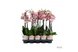 Phalaenopsis roze Phalaenopsis Promiss roze - 2 tak 60cm 12 bl. 2 tak/