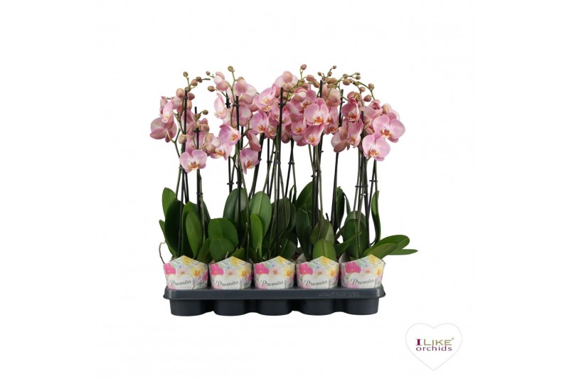 Phalaenopsis roze Phalaenopsis Promiss roze - 2 tak 60cm 12 bl. 2 tak/ 