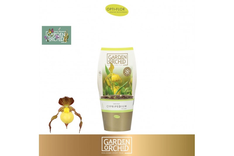 Cypripedium Garden Orchid Cypripedium 6+ Yellow6 tak/plnt 1000 gram 