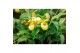 Cypripedium Garden Orchid Cypripedium 6+ Yellow6 tak/plnt 1000 gram 