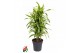 Dracaena fragr. der. lemon lime Dracaena Lemon Lime vertakt P27pp 