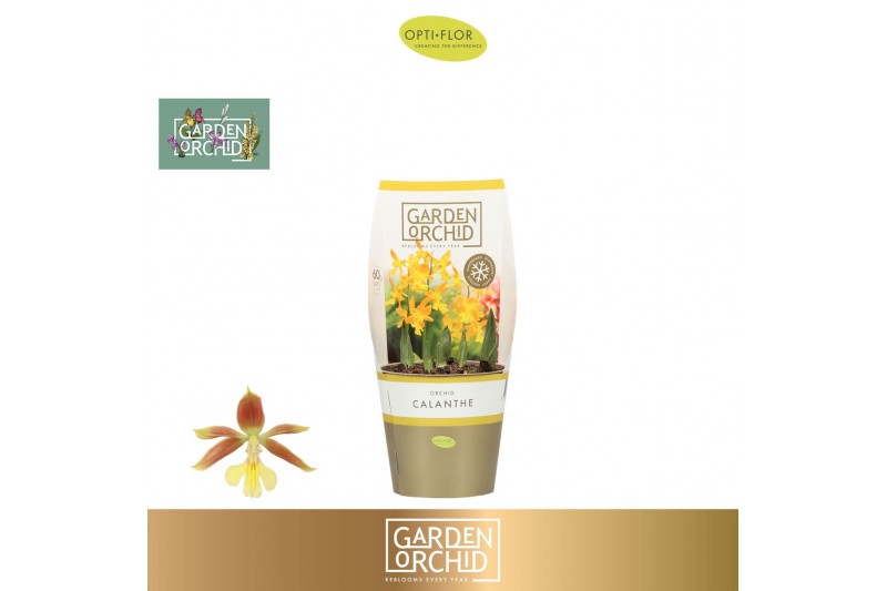 Calanthe Garden Orchid Calanthe 5+5 tak/plnt 1000 gram 