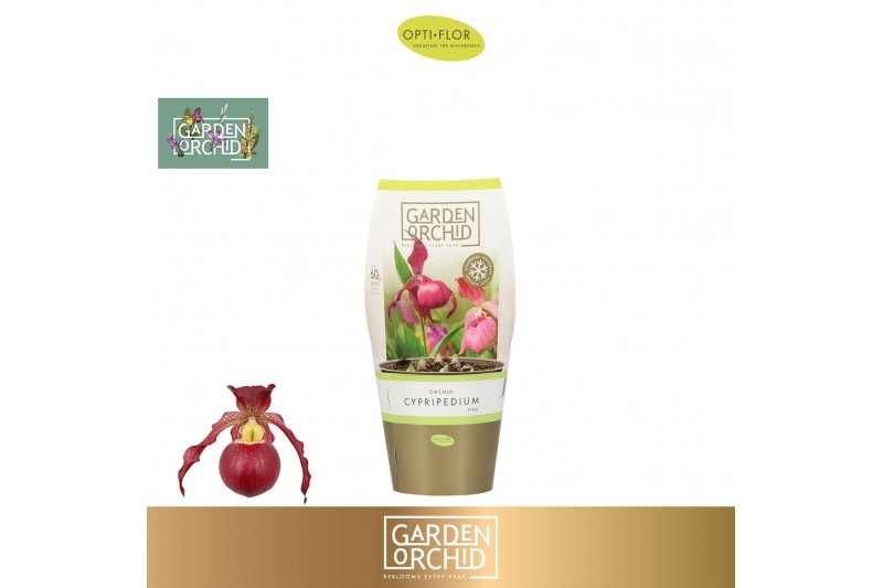 Cypripedium Garden Orchid Cypripedium 6+ Pink6 tak/plnt 1000 gram 