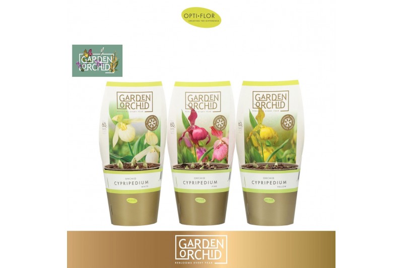 Cypripedium Garden Orchid Cypripedium 6+ Mix6 tak/plnt 1000 gram 
