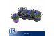 Viola callisto f1 blue with blotch Viola Cornuta Dark Blue 