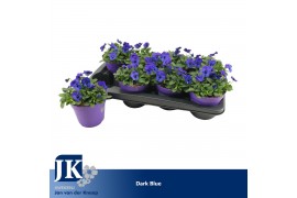 Viola callisto f1 blue with blotch Viola Cornuta Dark Blue