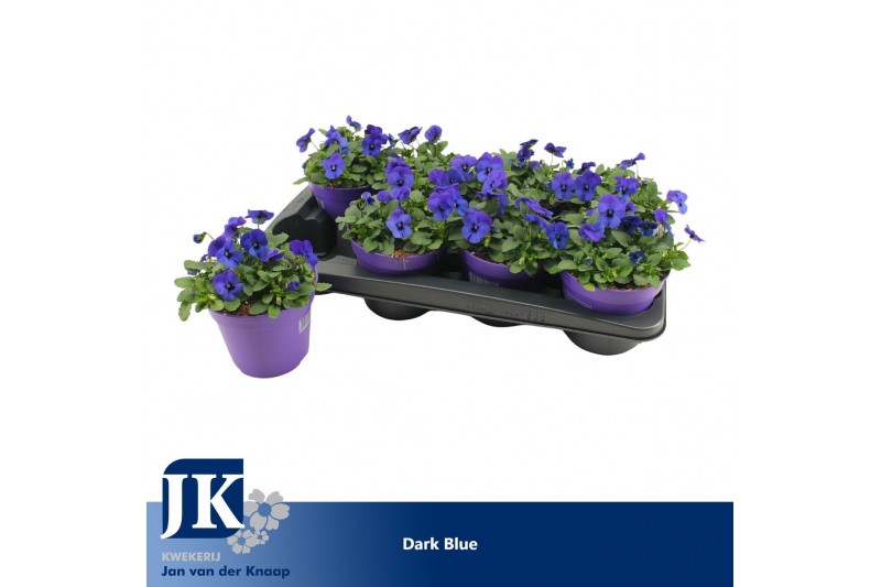 Viola callisto f1 blue with blotch Viola Cornuta Dark Blue 