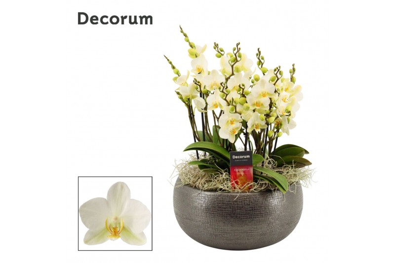 Phalaenopsis multiflora anthura lausanne Nero dazzling Lausanne 9+ tak 