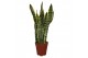 Sansevieria trifasciata laurentii Sansevieria Laurentii Terracotta 